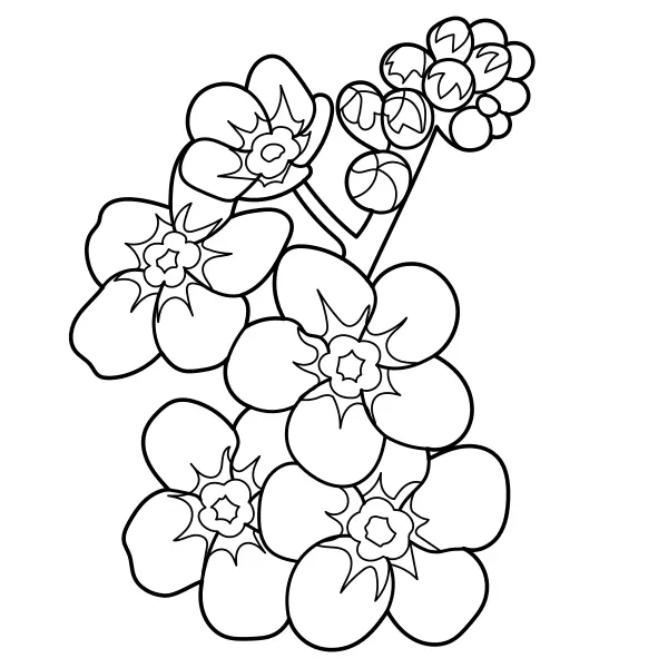 Forget-Me-Nots | Online coloring pages for kids
