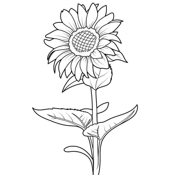 Sunflower | Online coloring pages for kids
