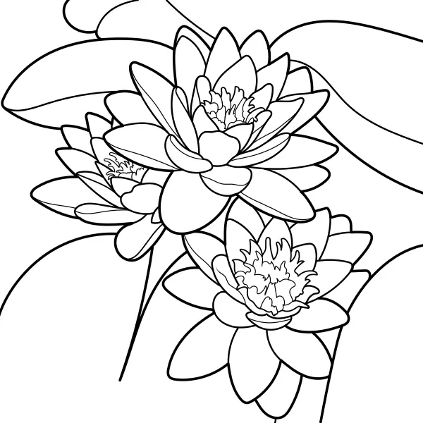 Water Lily | Online coloring pages for kids