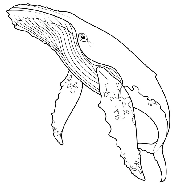 Humback whale | Online coloring pages for kids