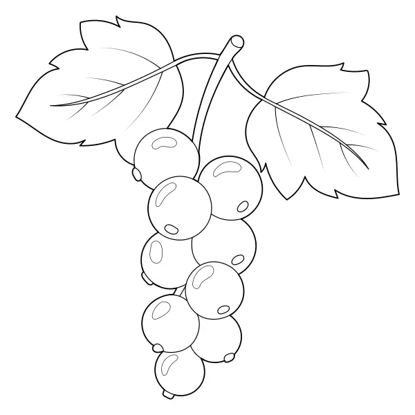 Currant | Online coloring pages for kids
