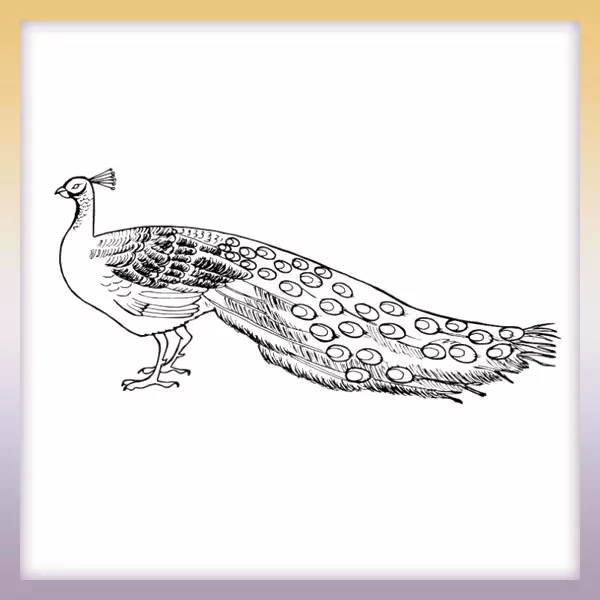 Peacock - Online coloring page